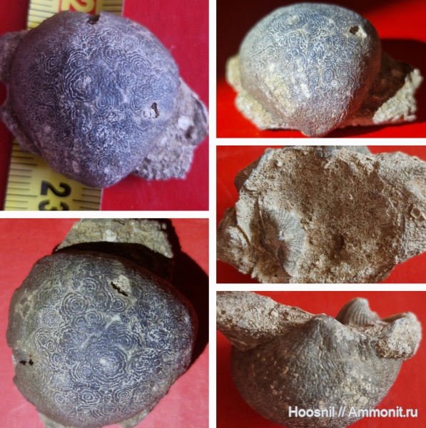 брахиоподы