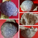 Брахиопода на брахиоподе