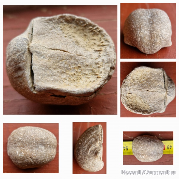 брахиоподы, беспозвоночные