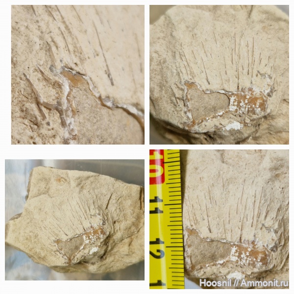 брахиоподы, беспозвоночные