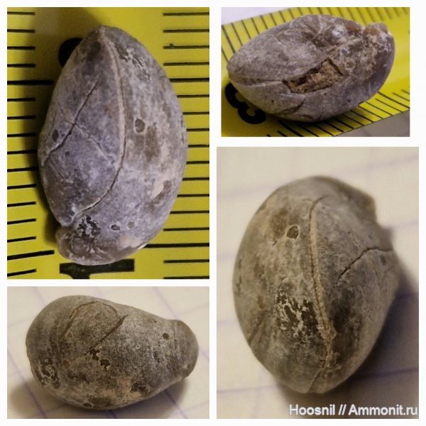 брахиоподы, беспозвоночные