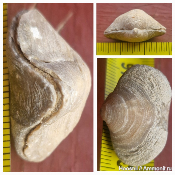 брахиоподы, беспозвоночные