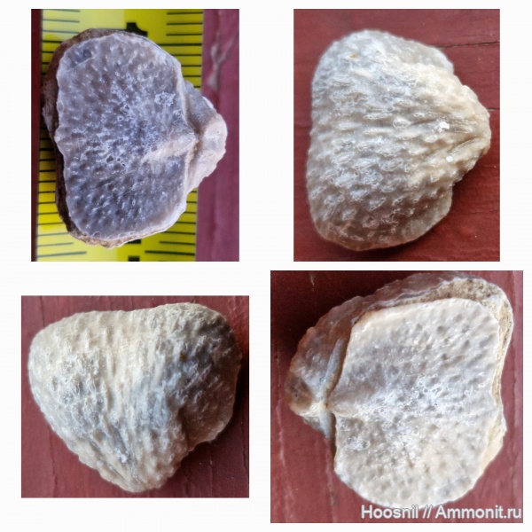 брахиоподы, беспозвоночные