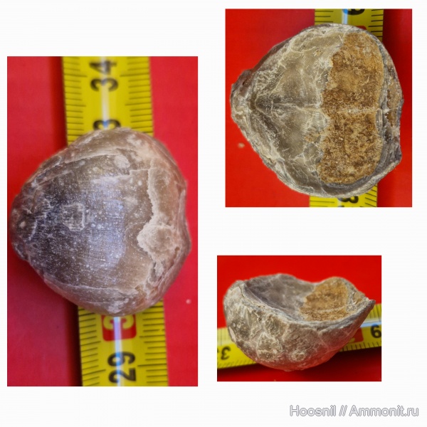 брахиоподы, беспозвоночные