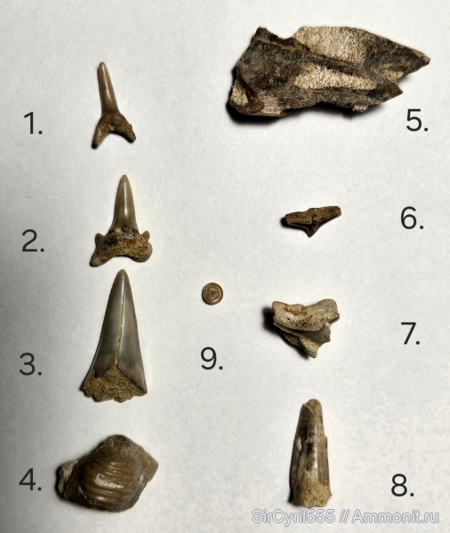 Squalicorax, Eostriatolamia, сеноман, Ptychodus, Cretoxyrhina, Cederstroemia, Elasmodus, Archaeolamna, Enchodus, Pycnodontiformes, Cenomanian, Cretaceous