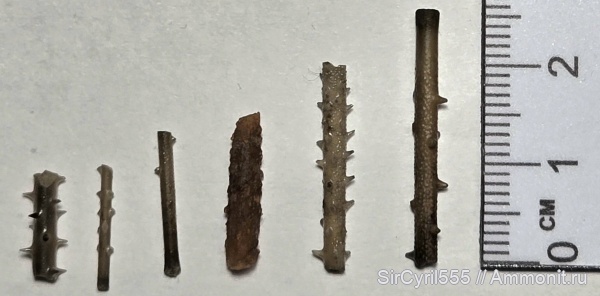 морские ежи, Rhabdocidaris