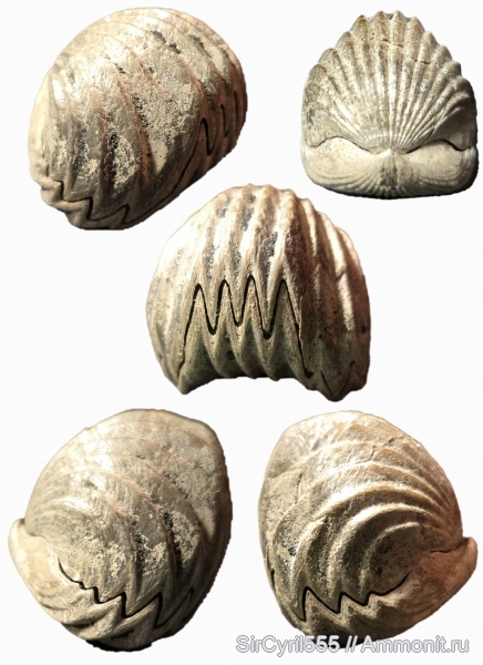 брахиоподы, Mosquella