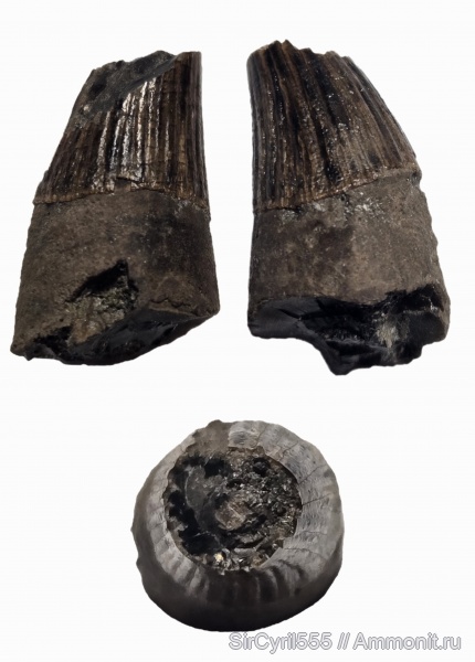 юра, ихтиозавры, зубы, зубы морских рептилий