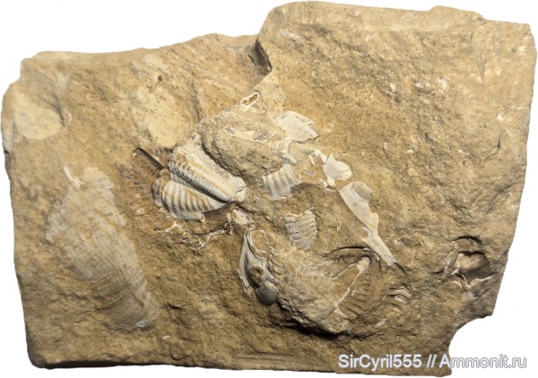 трилобиты, карбон, Ditomopyge, Ditomopyge mosquensis