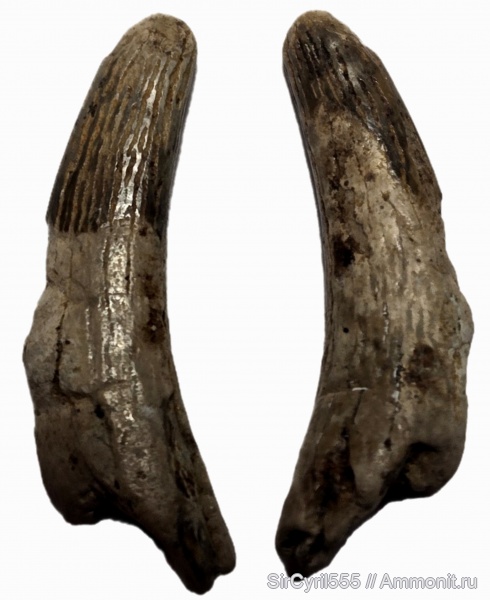 мел, морские рептилии, сеноман, Plesiosauria