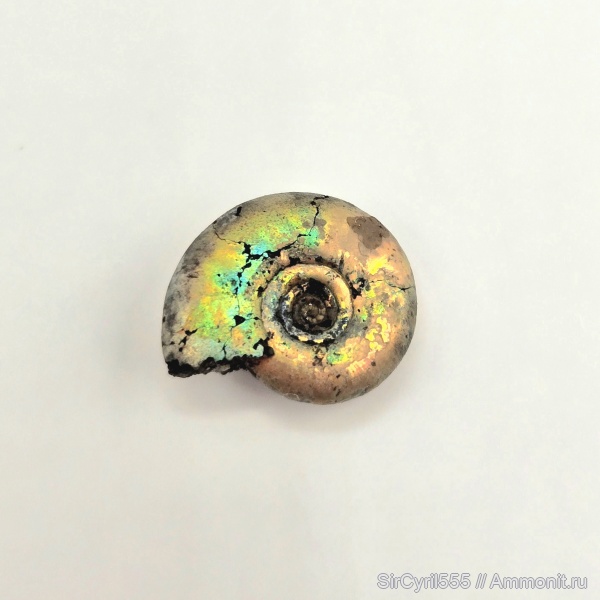 аммониты, юра, Фили, Kachpurites fulgens