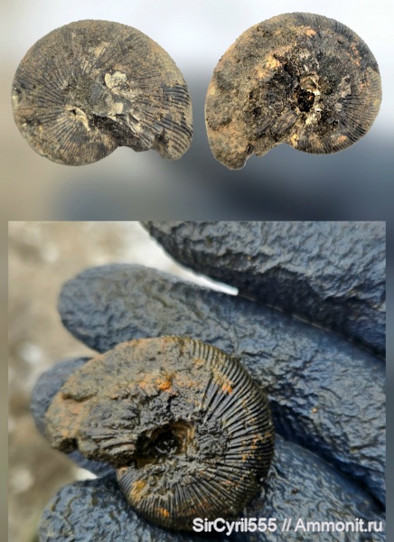аммониты, юра, Капотня