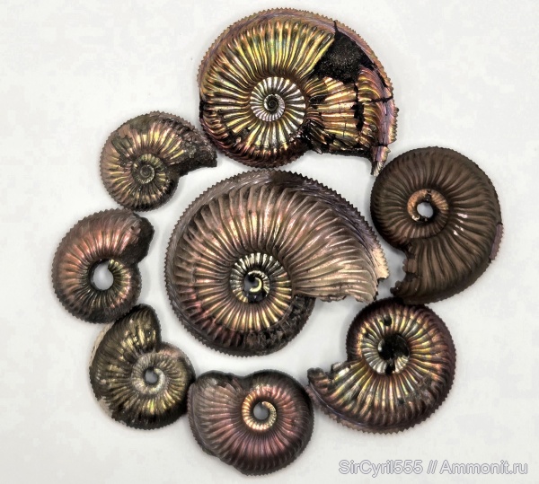 аммониты, юра, Марково, Amoeboceras