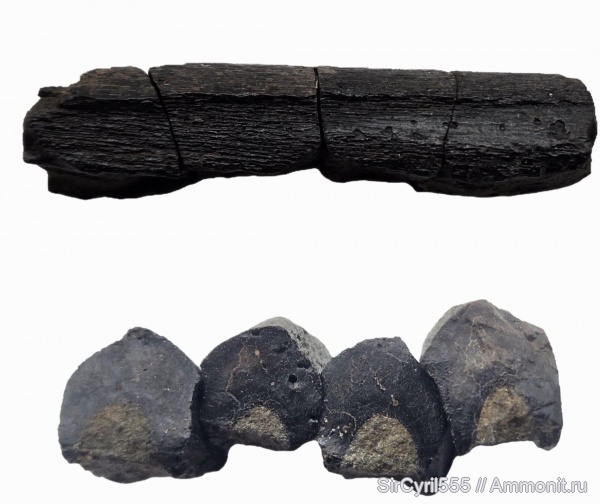 юра, морские рептилии, Капотня