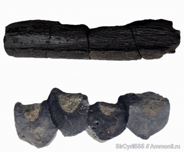 юра, морские рептилии, Капотня