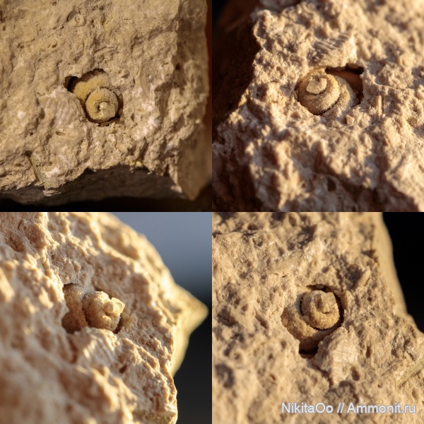 гастроподы, палеозой, брюхоногие моллюски, Gastropoda