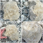 Меловые берега Климовки-Новодевичья