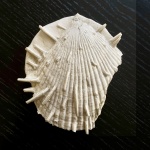 Климовский шипастенький Spondylus