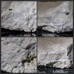 Мшанка (?) в разрезе