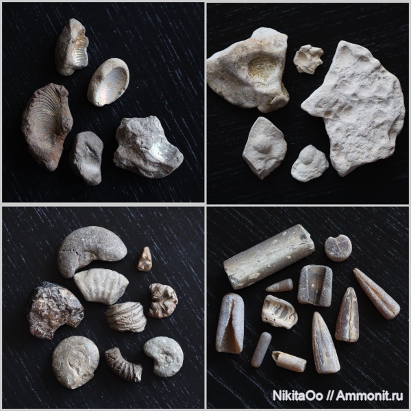 аммониты, белемниты, брахиоподы, Самарская область, Самарская Лука