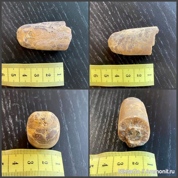 белемниты, волжский ярус, Кашпир, Volgian, belemnites