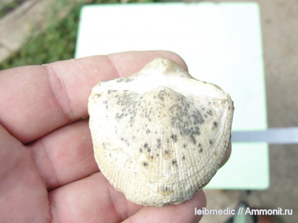 Мои окаменелости