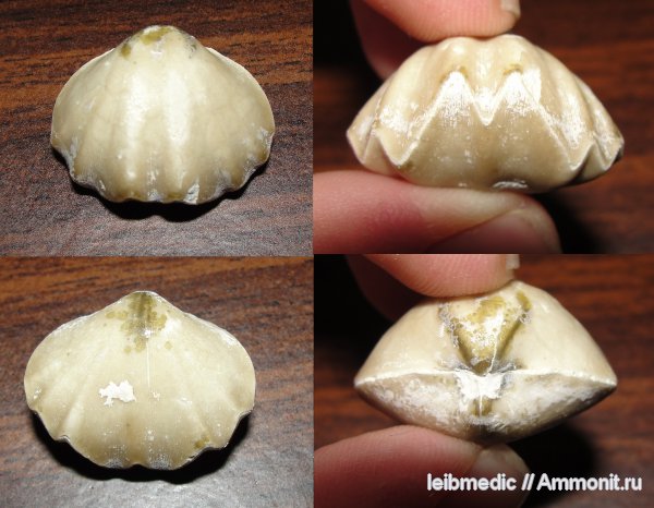 брахиоподы, карбон, Подмосковье, Enteletes, Orthida, Пирочи, Enteletes lamarckii