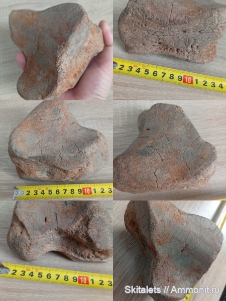 мамонты, кости