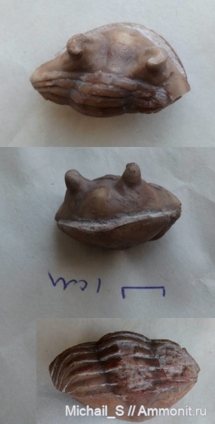 трилобиты, Asaphus