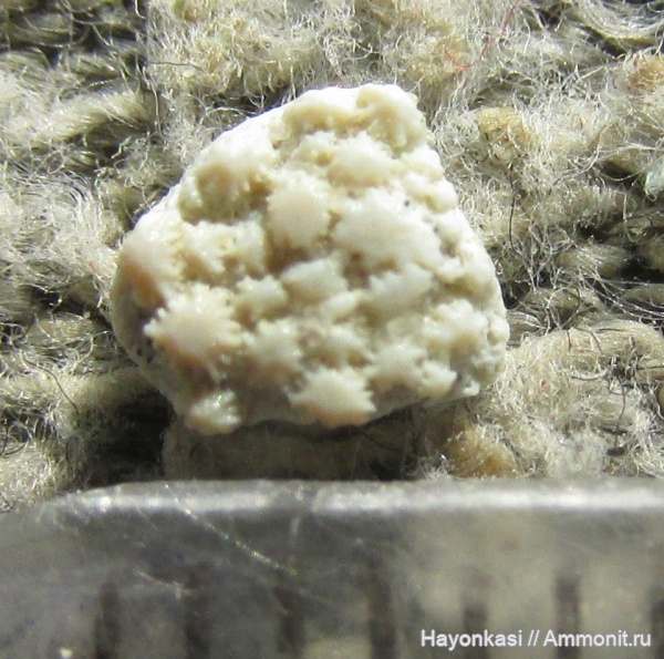 девон, Heterostraci, Agnatha, бесчелюстные, Psammosteidae