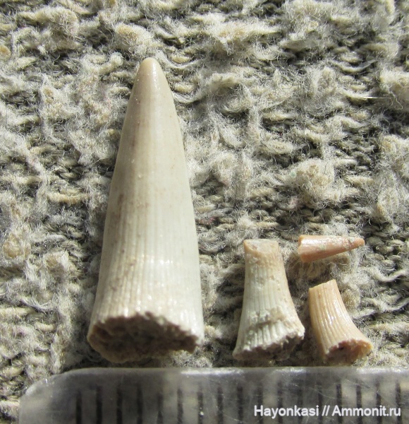 девон, рыбы, Sarcopterigii