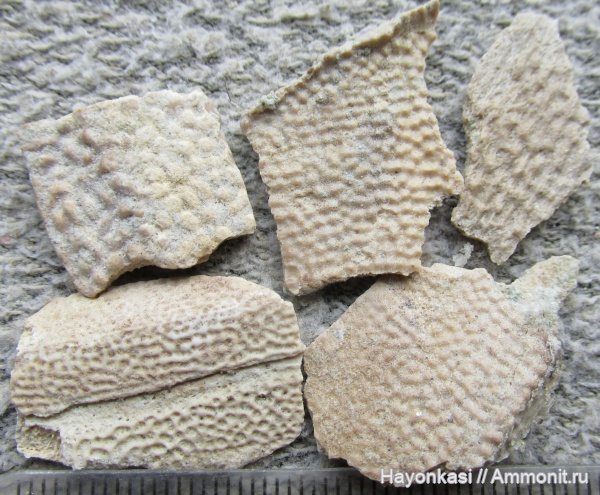 девон, рыбы, плакодермы, Placodermi, антиархи, Antiarchiformes