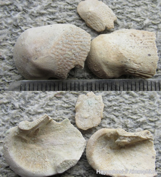 девон, рыбы, плакодермы, Placodermi, Bothriolepis, антиархи, Antiarchiformes