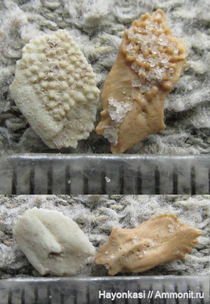 девон, рыбы, Sarcopterygii