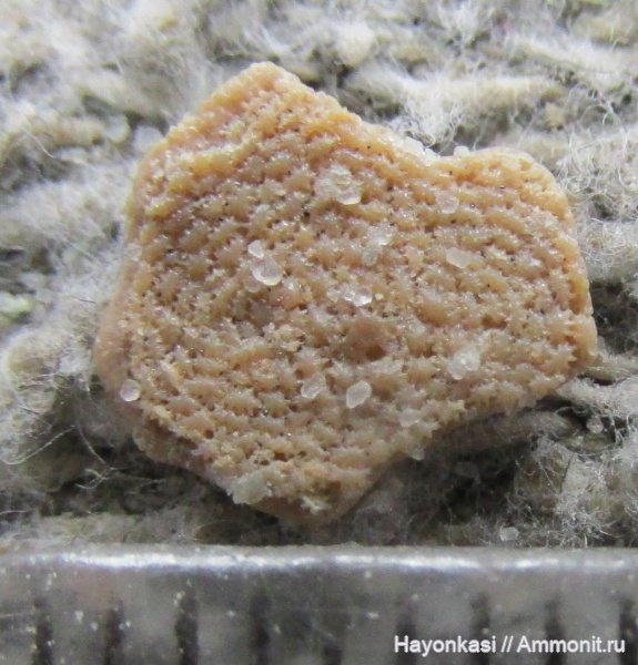 девон, Heterostraci, Agnatha, бесчелюстные, Psammosteidae