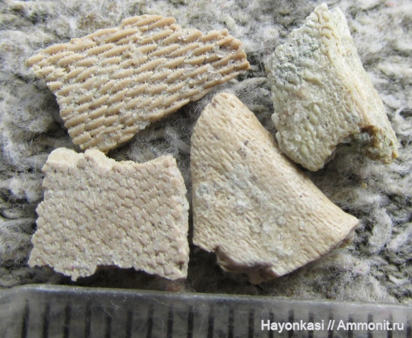 девон, Heterostraci, Agnatha, бесчелюстные, Psammosteidae