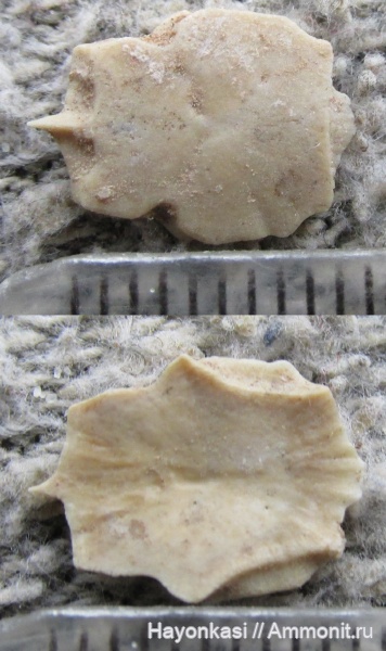 девон, рыбы, Devonian