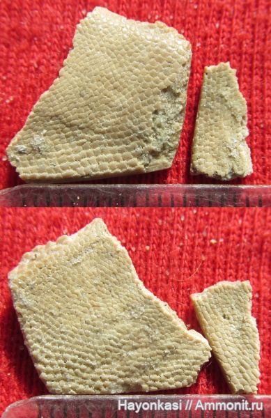 девон, Heterostraci, Agnatha, бесчелюстные, Psammosteidae