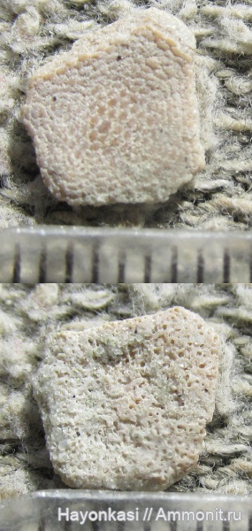 девон, Heterostraci, Agnatha, бесчелюстные, Psammosteidae