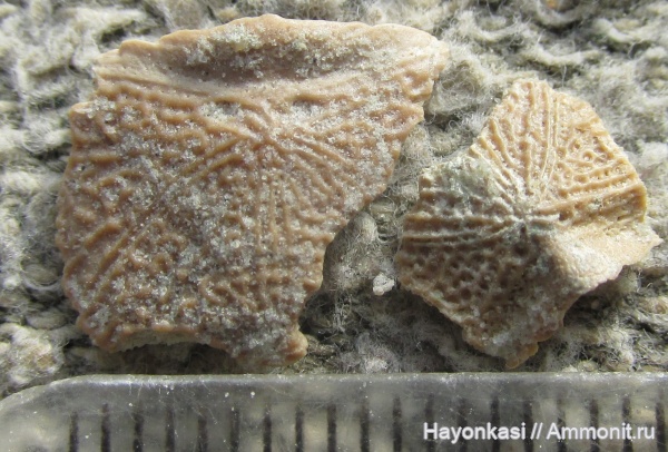 девон, рыбы, плакодермы, Placodermi, Bothriolepis, антиархи, Antiarchiformes