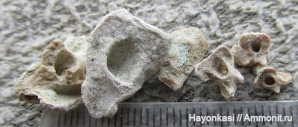 девон, рыбы, плакодермы, Placodermi, Bothriolepis, антиархи, Antiarchiformes