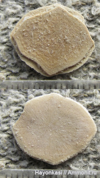 девон, рыбы, плакодермы, Placodermi, Bothriolepis, антиархи, Antiarchiformes