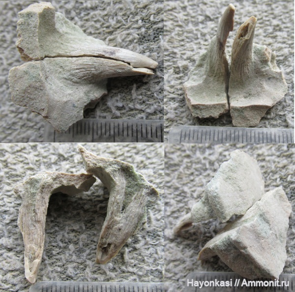 девон, рыбы, Sarcopterygii, Holoptichius