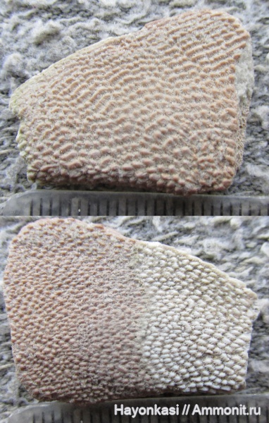 девон, Heterostraci, Agnatha, бесчелюстные, Psammosteidae