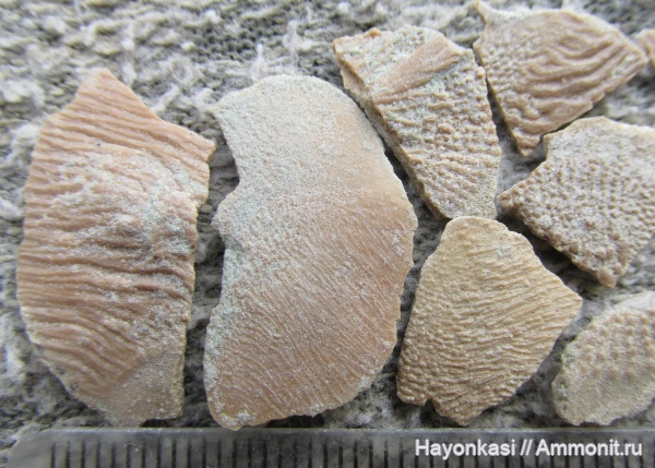 девон, рыбы, Sarcopterygii