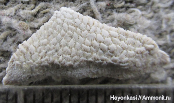 девон, Heterostraci, Agnatha, бесчелюстные, Psammosteidae