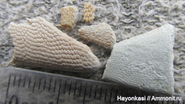 девон, Heterostraci, Agnatha, бесчелюстные, Psammosteidae