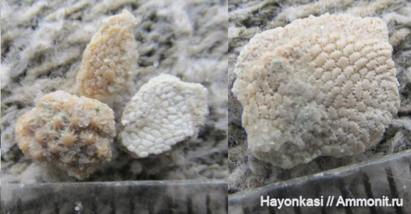 девон, Heterostraci, Agnatha, бесчелюстные, Psammosteidae