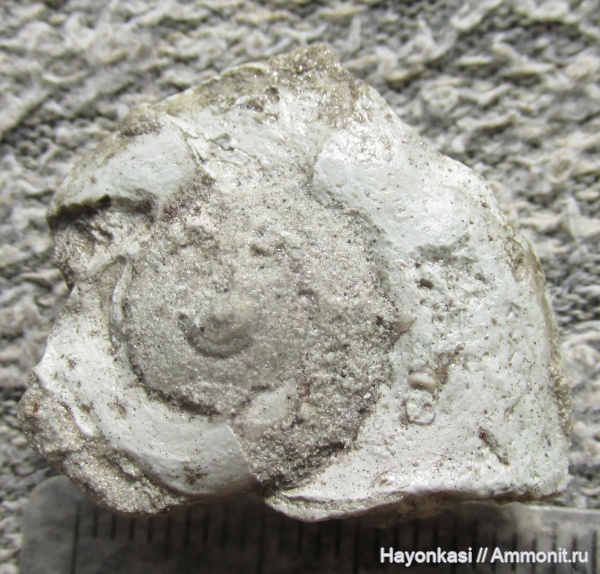 гастроподы, моллюски, девон, Gastropoda