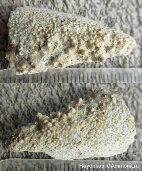 девон, рыбы, Sarcopterygii, Laccognathus